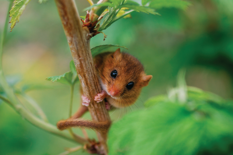 Haselmaus