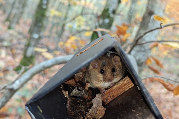 Haselmaus in Tube
