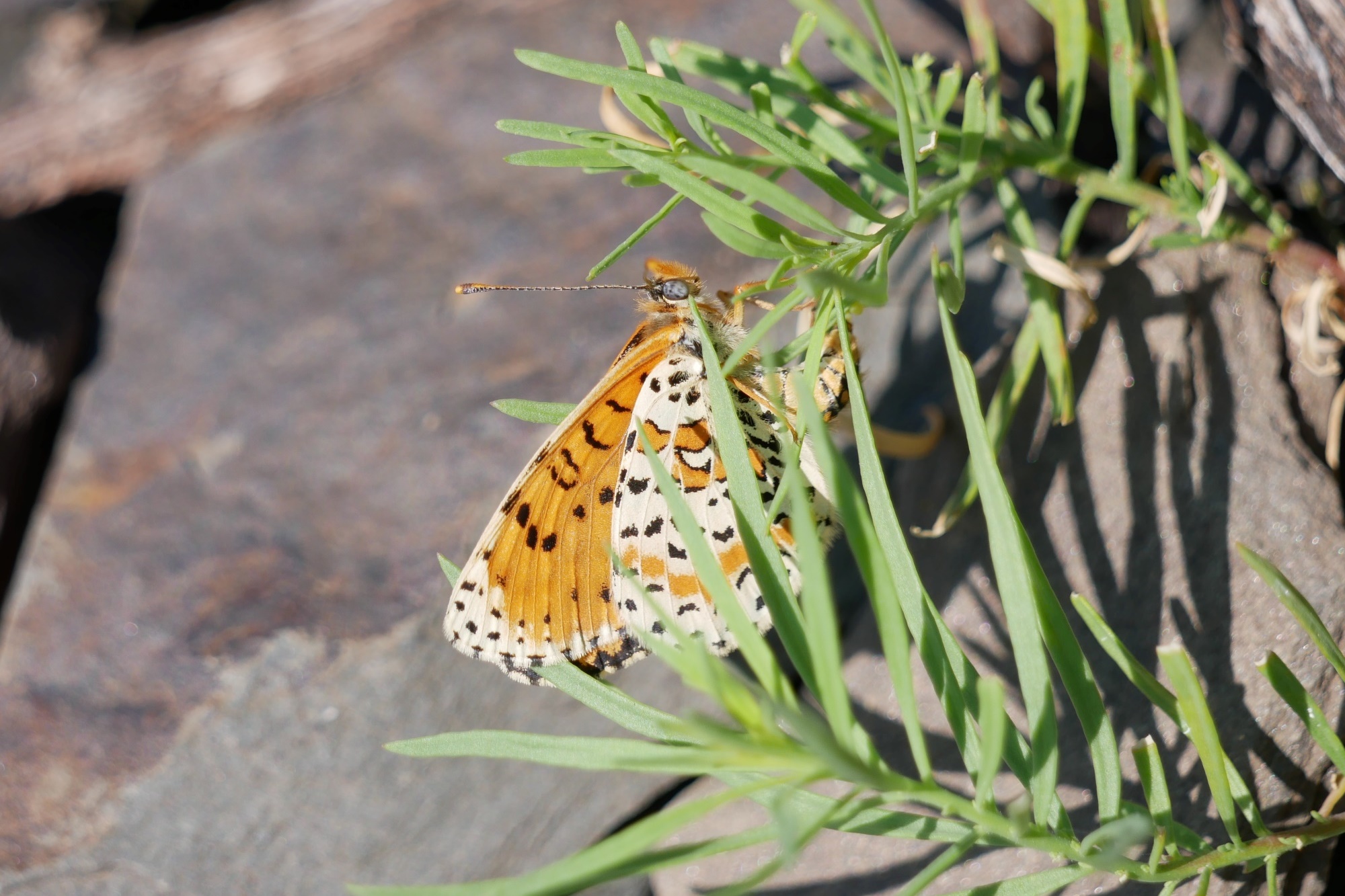 Roter Scheckenfalter (Melitaea didyma)