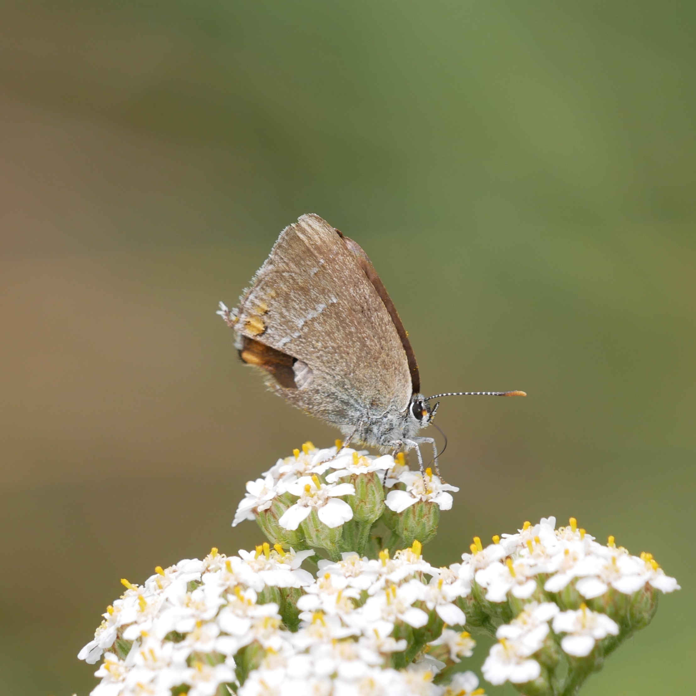 Satyrium acaciae © Yannick van der Veen Satyrium acaciae