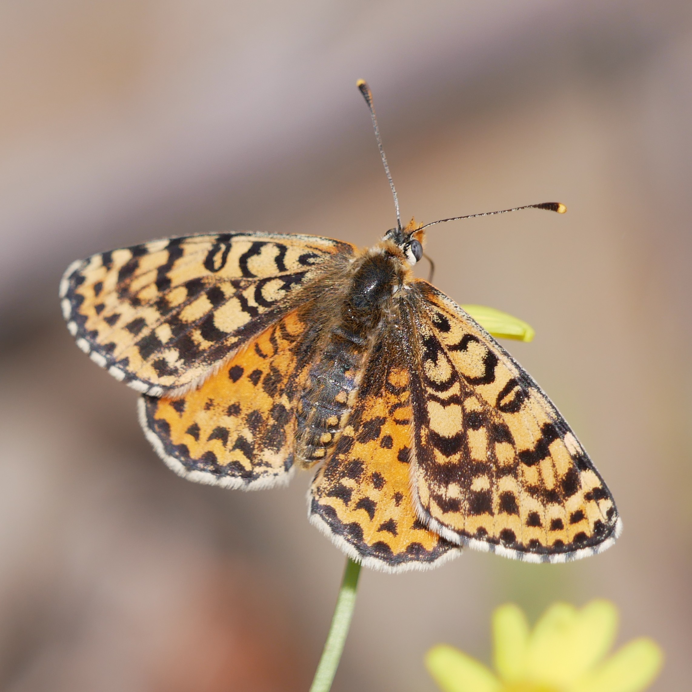 Roter Scheckenfalter (Melitaea didyma) © Yannick van der Veen Roter Scheckenfalter (Melitaea didyma)