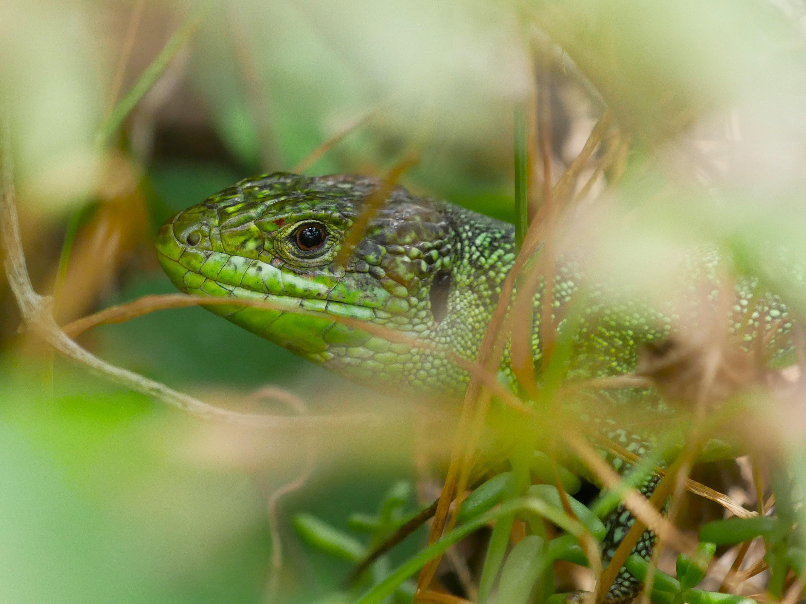 Westliche Smaragdeidechse (Lacerta bilineata) in den blütenreichen Terrassen © Yannick van der Veen Westliche Smaragdeidechse (Lacerta bilineata) in den blütenreichen Terrassen