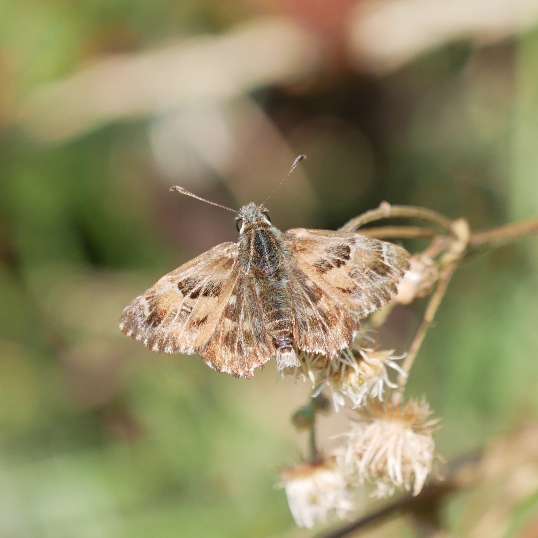Malven-Dickkopffalter (Carcharodus alceae) © Yannick van der Veen Malven-Dickkopffalter (Carcharodus alceae)