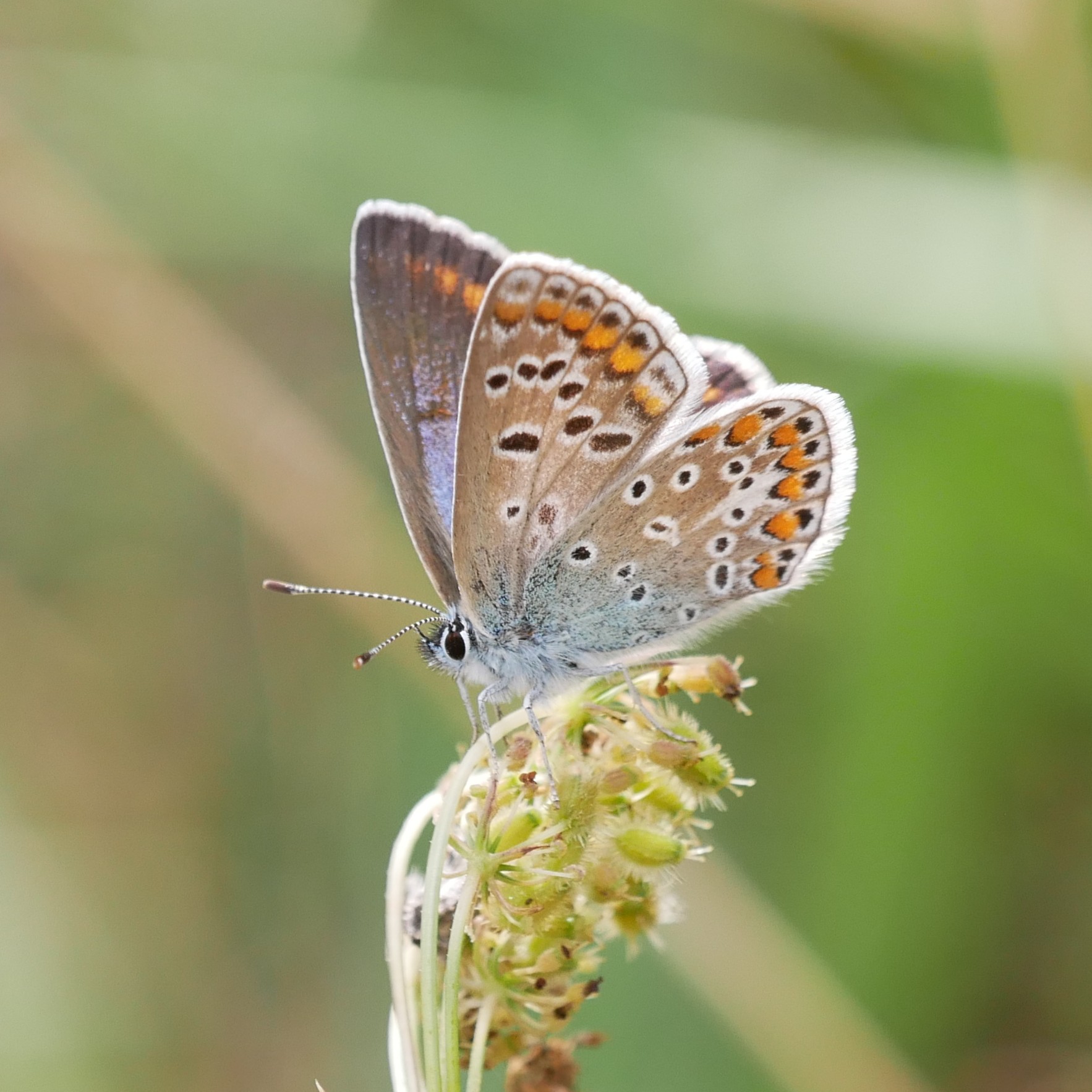 Hauhechelbläuling (Polyommatus icarus) © Yannick van der Veen Hauhechelbläuling (Polyommatus icarus)