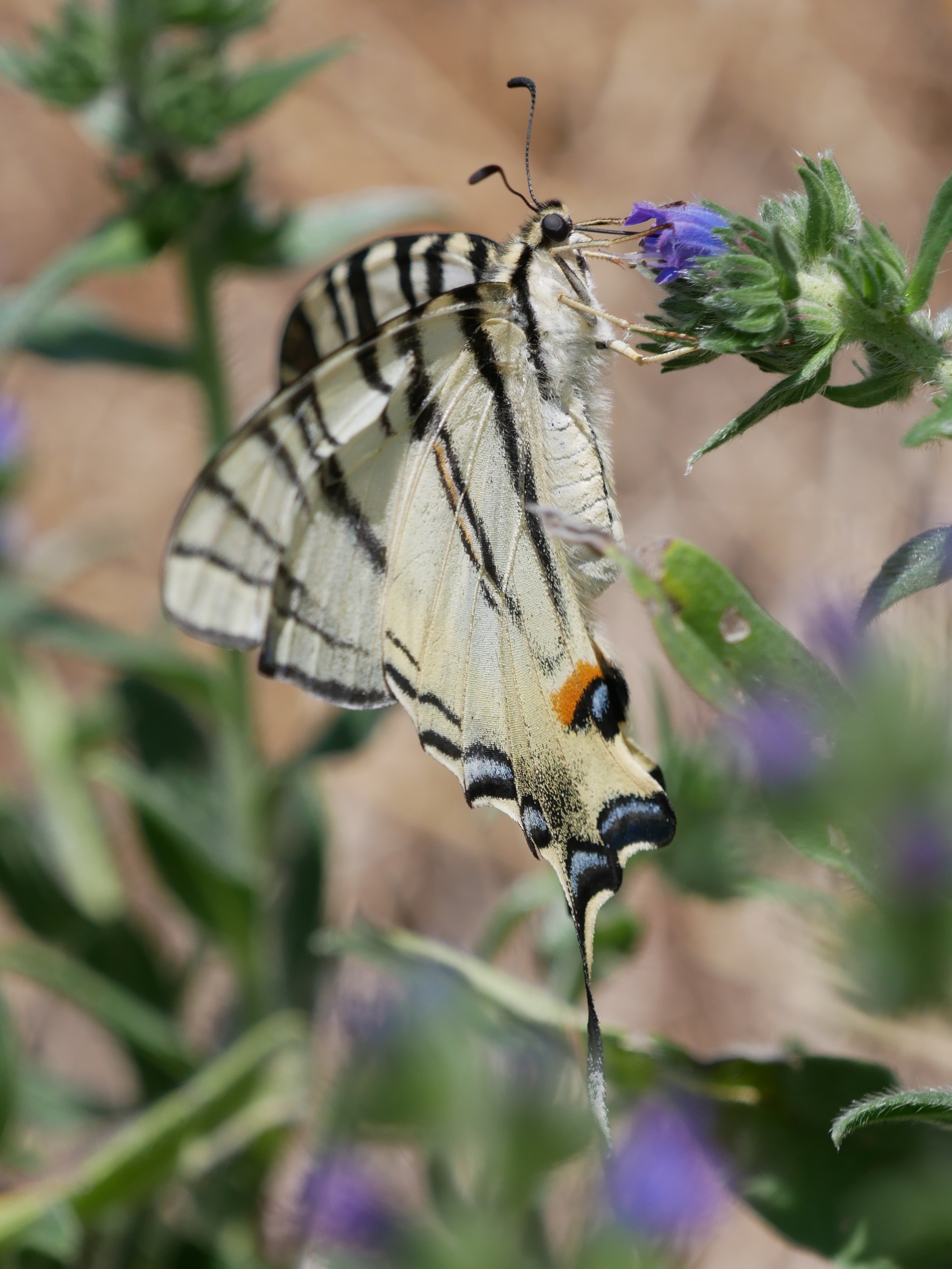 Segelfalter (Iphiclides podalirius) © Yannick van der Veen Segelfalter (Iphiclides podalirius)
